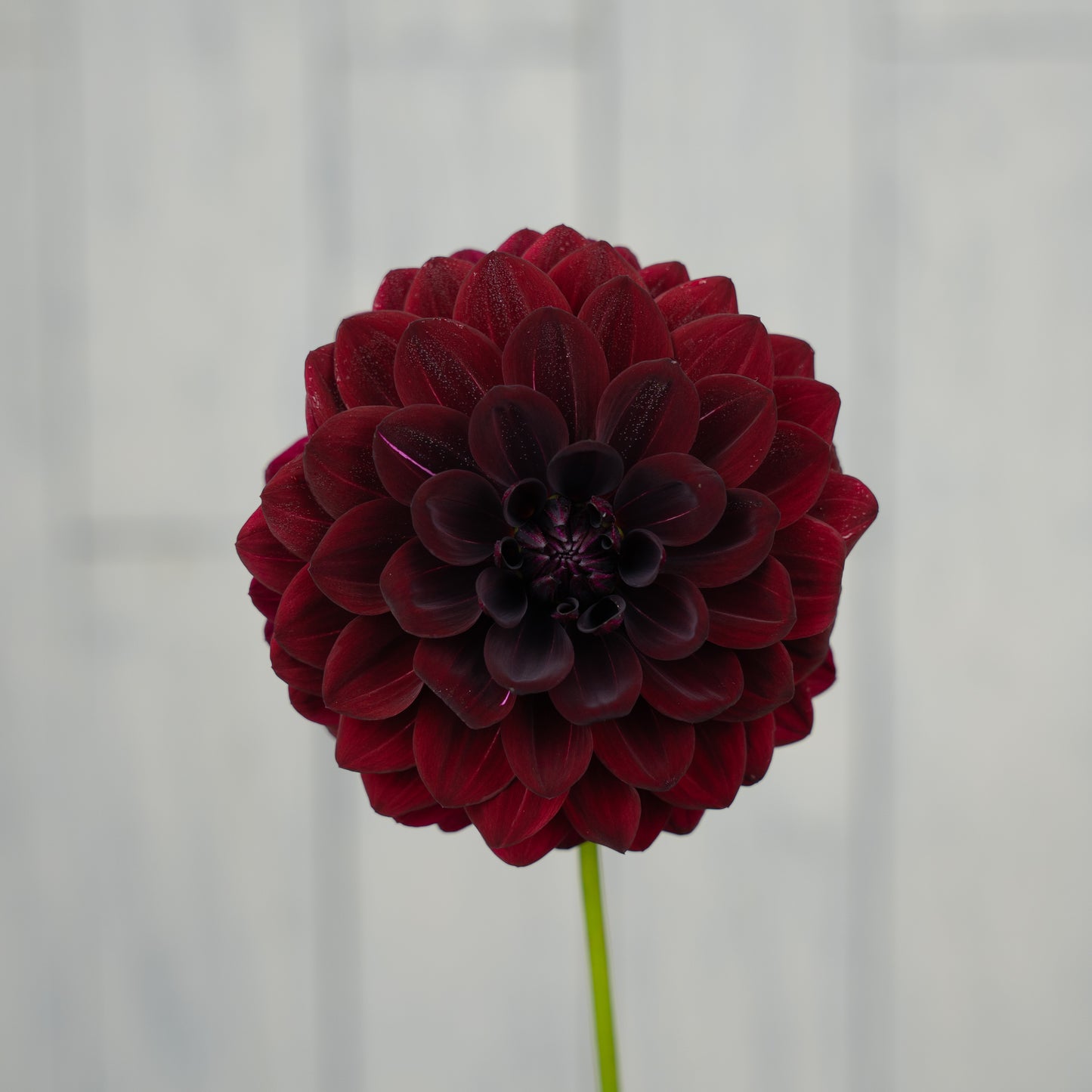 Fidalgo Knight Dahlia Tuber