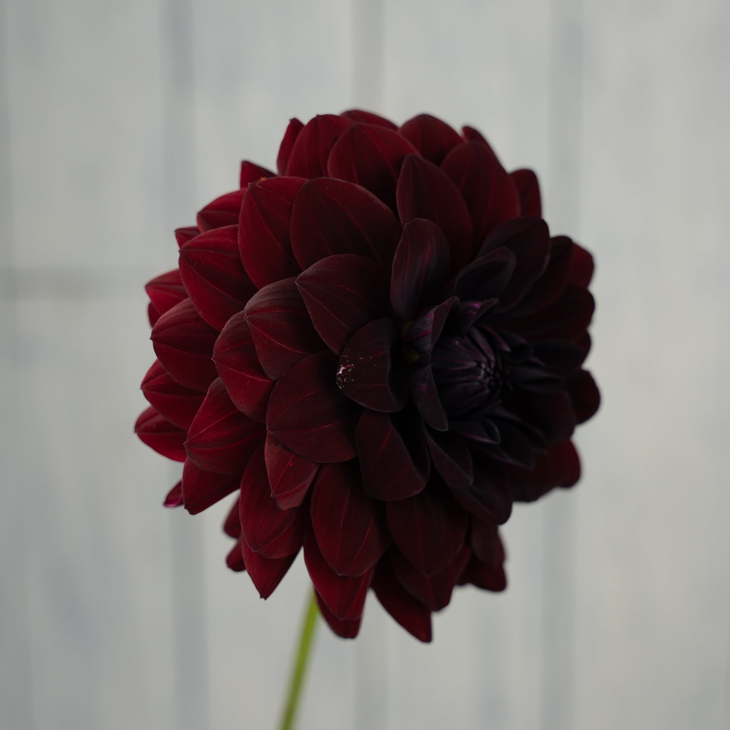 Fidalgo Knight Dahlia Tuber