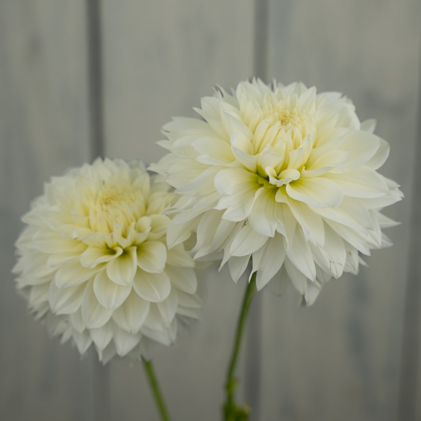 Gitts Attention Dahlia Tuber- LIMIT 1
