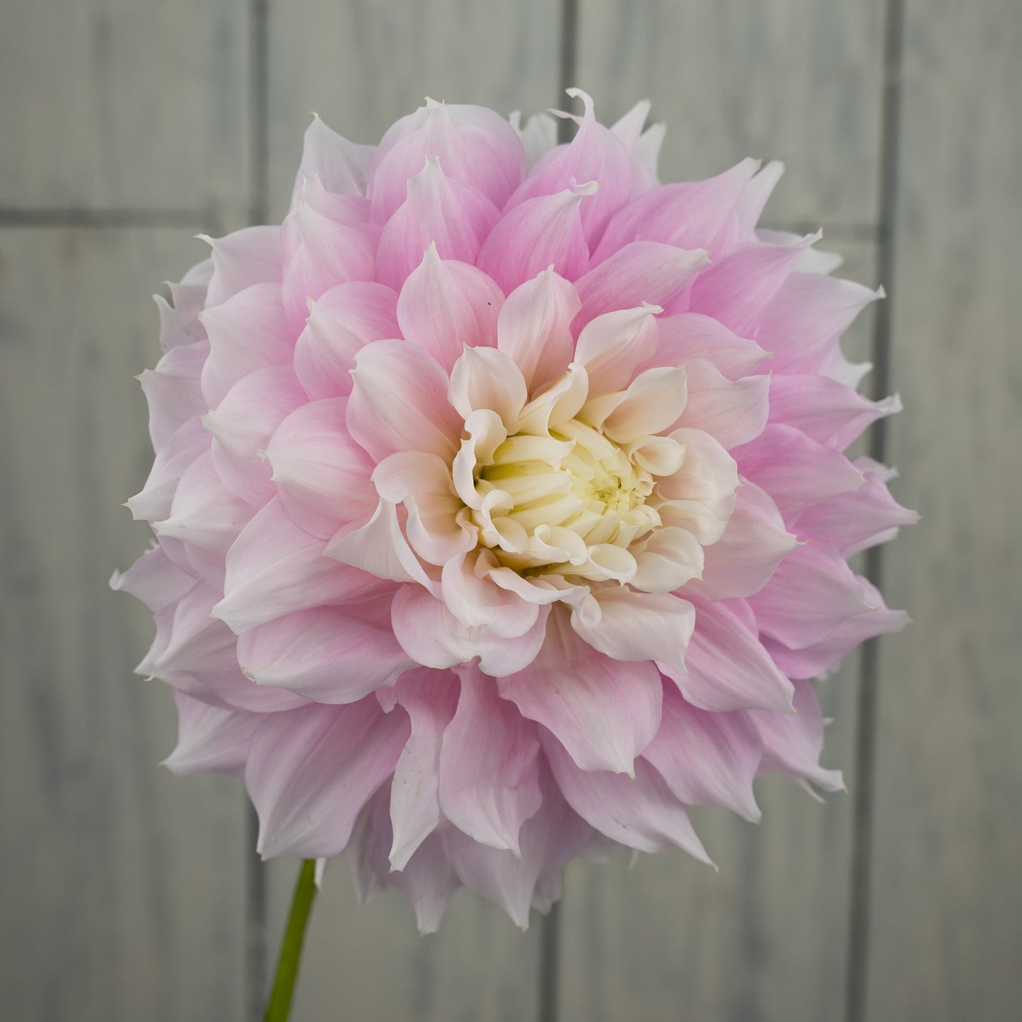 Gitts Perfection Dahlia Tuber- LIMIT 1