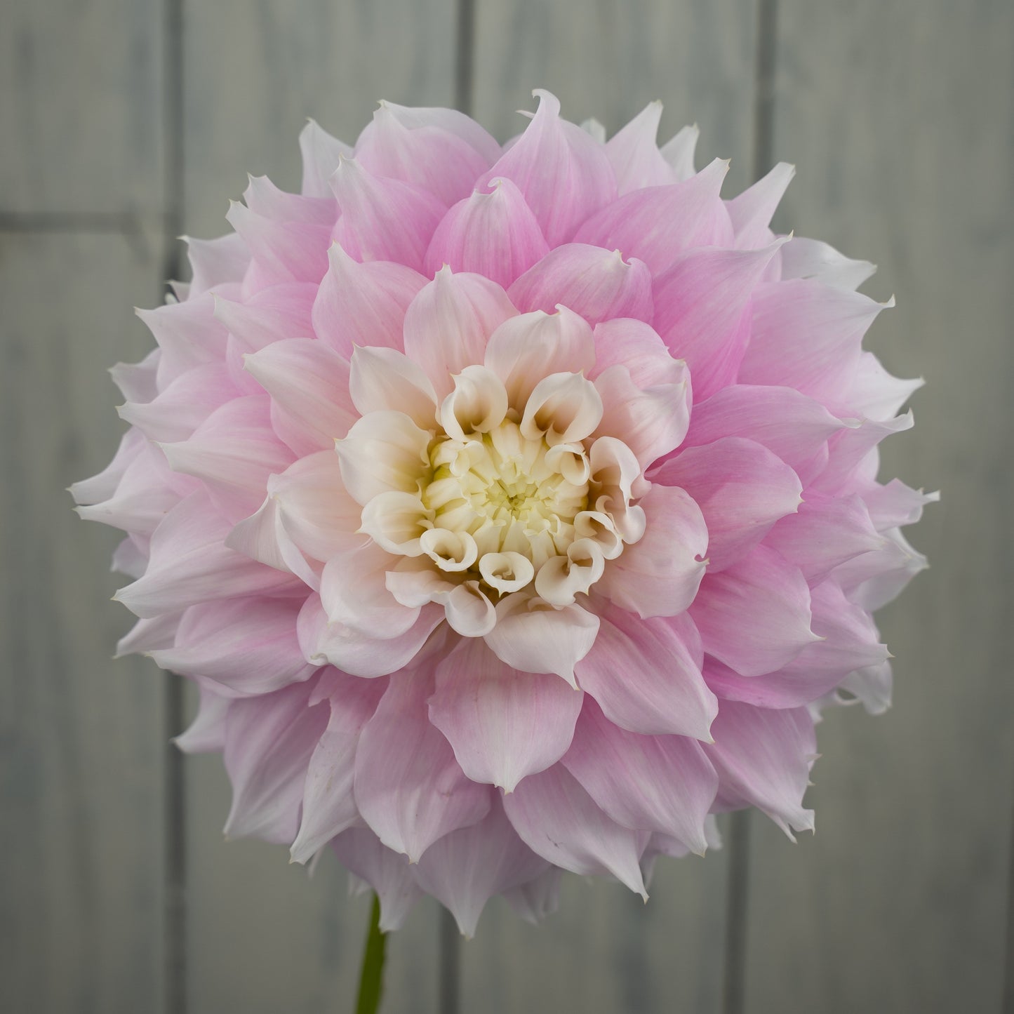 Gitts Perfection Dahlia Tuber- LIMIT 1