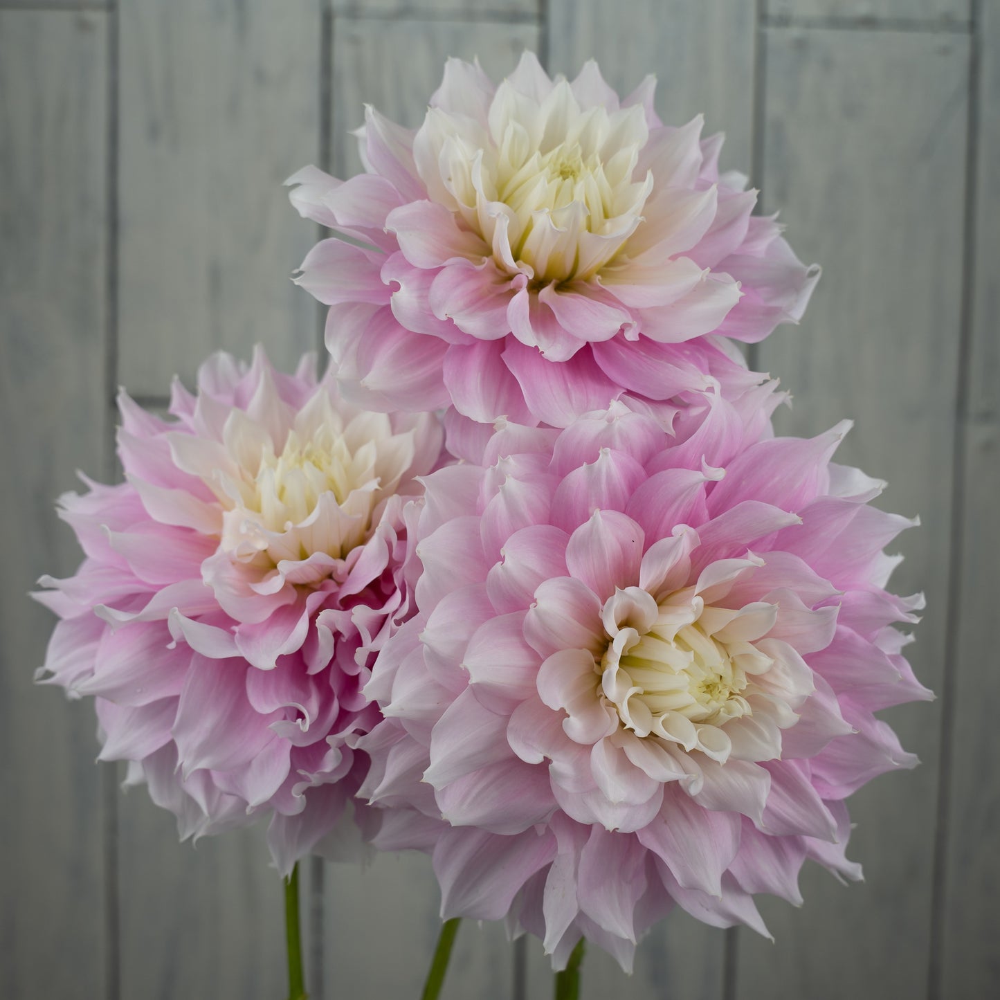Gitts Perfection Dahlia Tuber- LIMIT 1