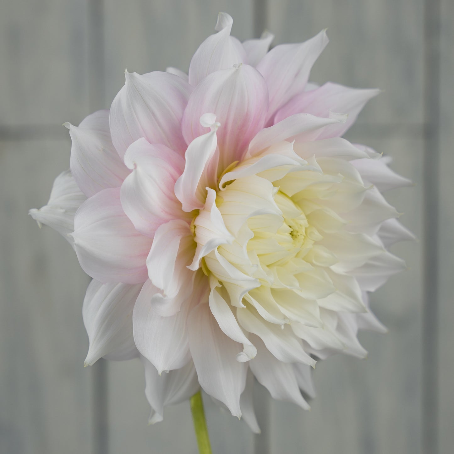 Gitts Perfection dahlia tuber- Coming 2026