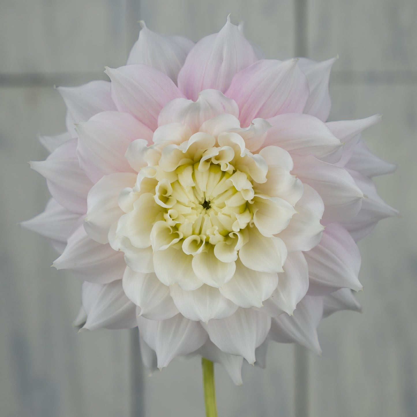 Gitts Perfection dahlia tuber- Coming 2026