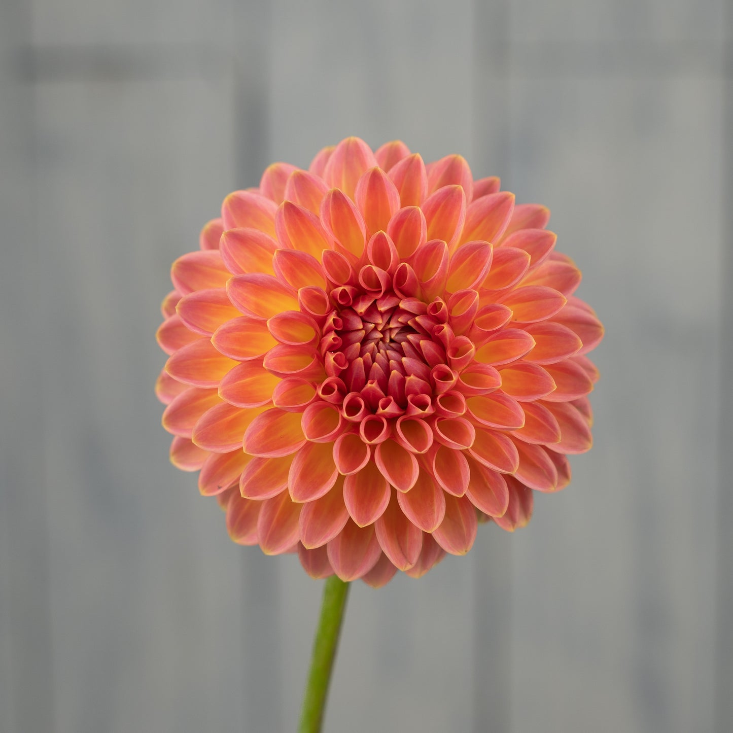 Hillcrest Suffusion Dahlia Tuber - LIMIT 1