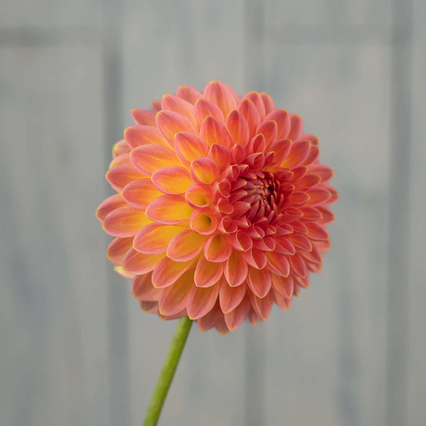 Hillcrest Suffusion Dahlia Tuber - LIMIT 1