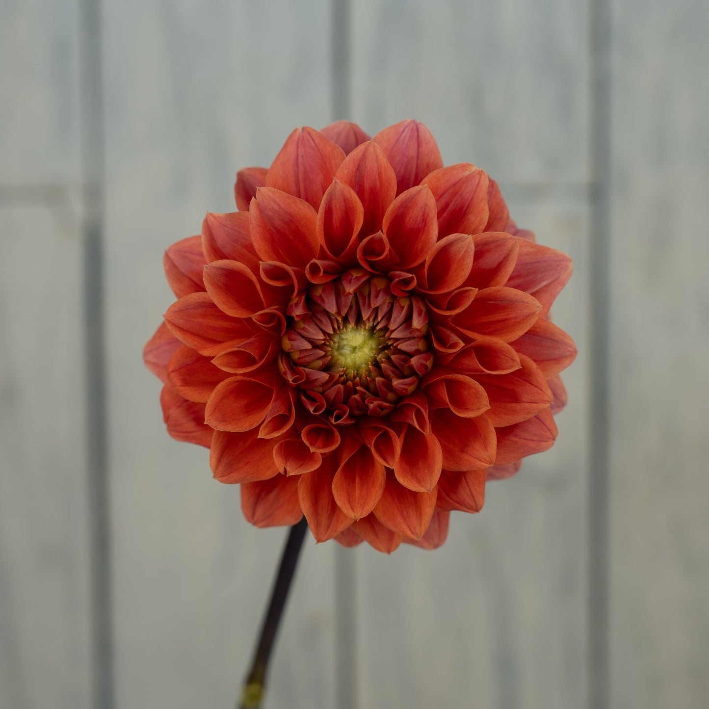 Hy Patti Dahlia Tuber