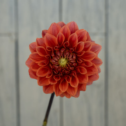 Hy Patti Dahlia Tuber