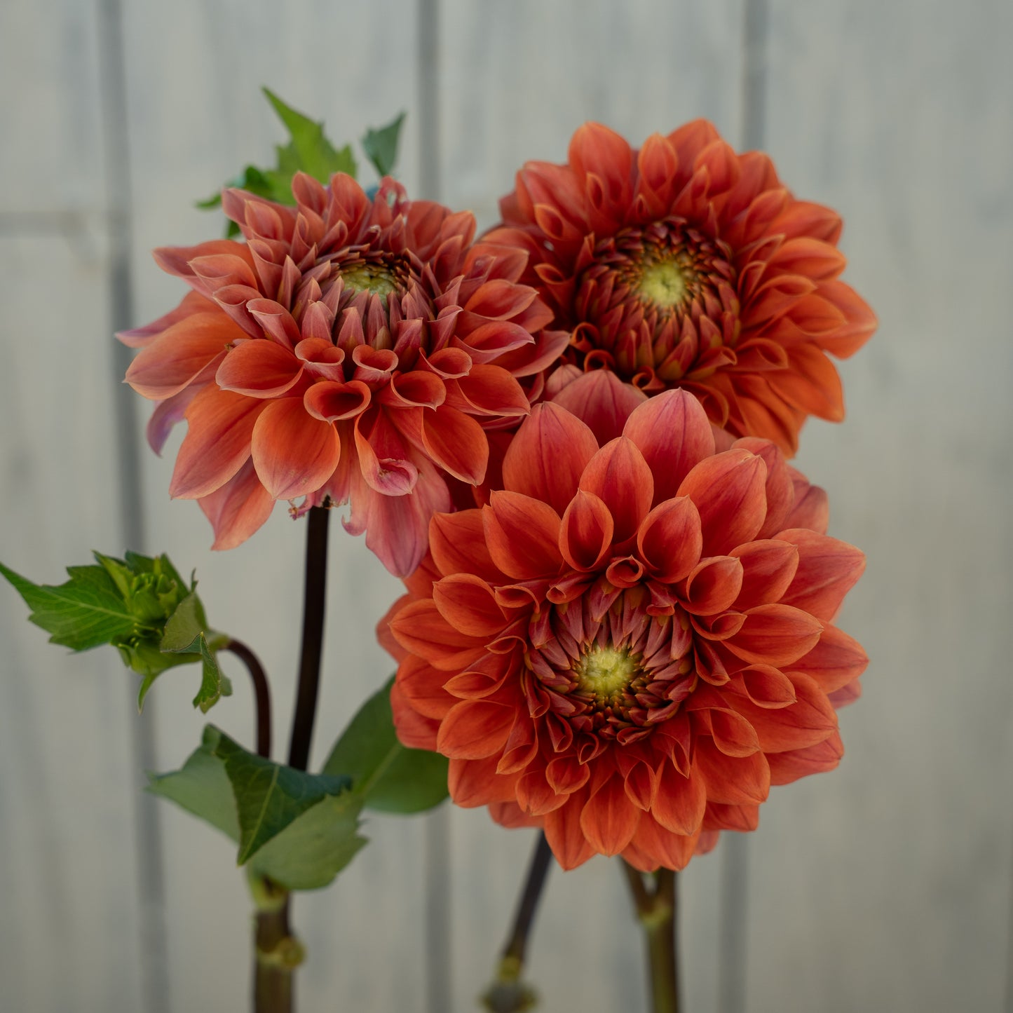 Hy Patti Dahlia Tuber