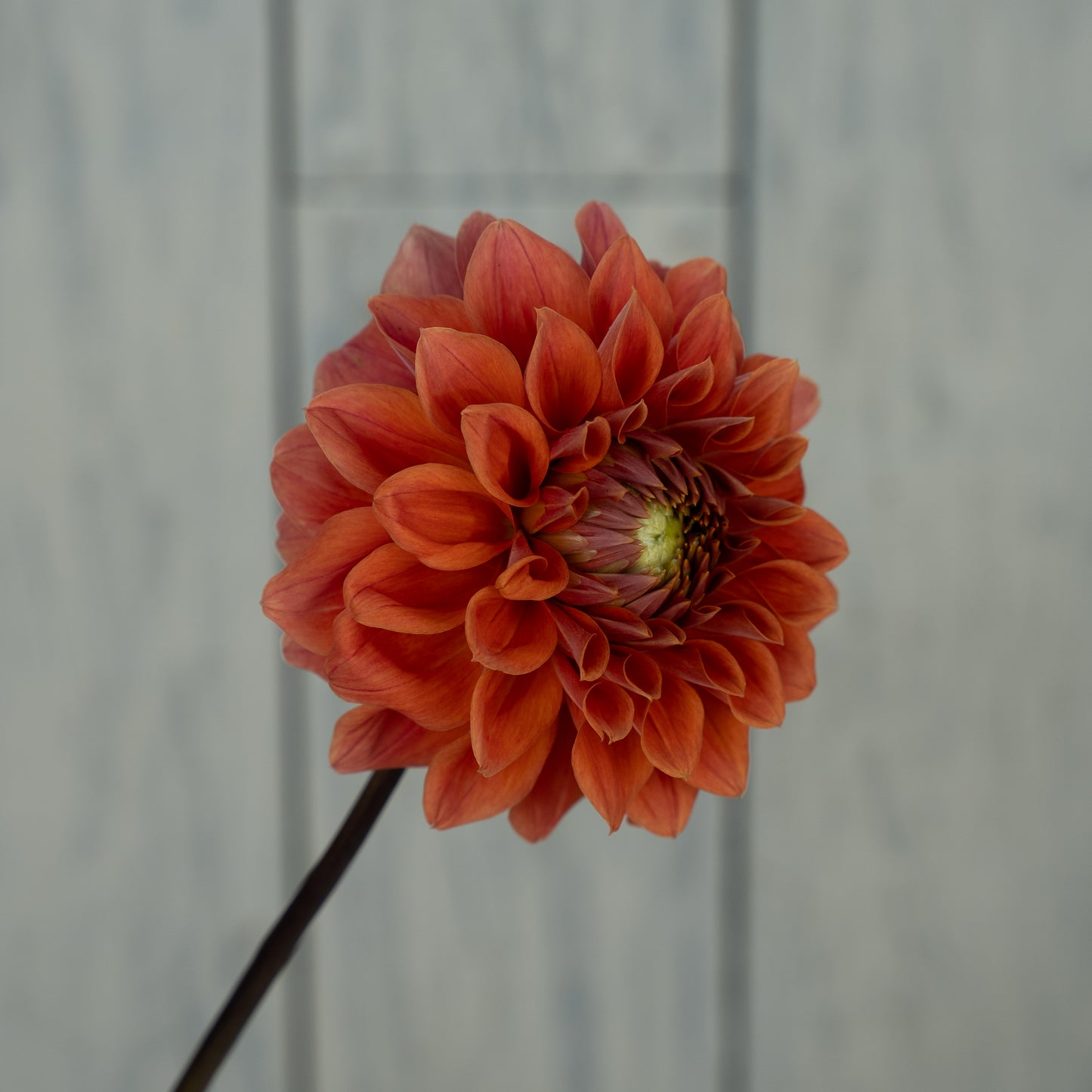 Hy Patti Dahlia Tuber