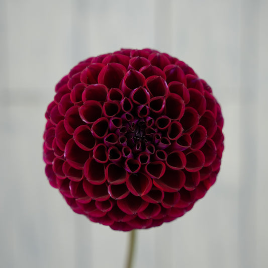 Ivanetti Dahlia Tuber