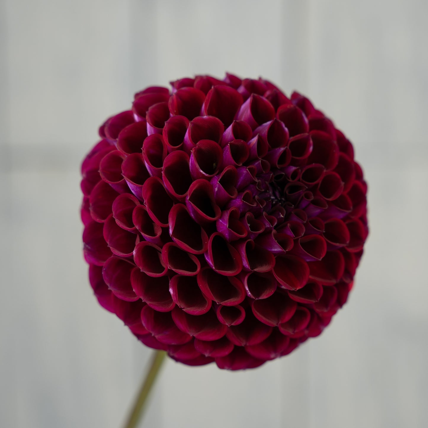 Ivanetti Dahlia Tuber