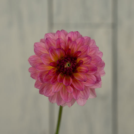 Jabberbox Dahlia Tuber