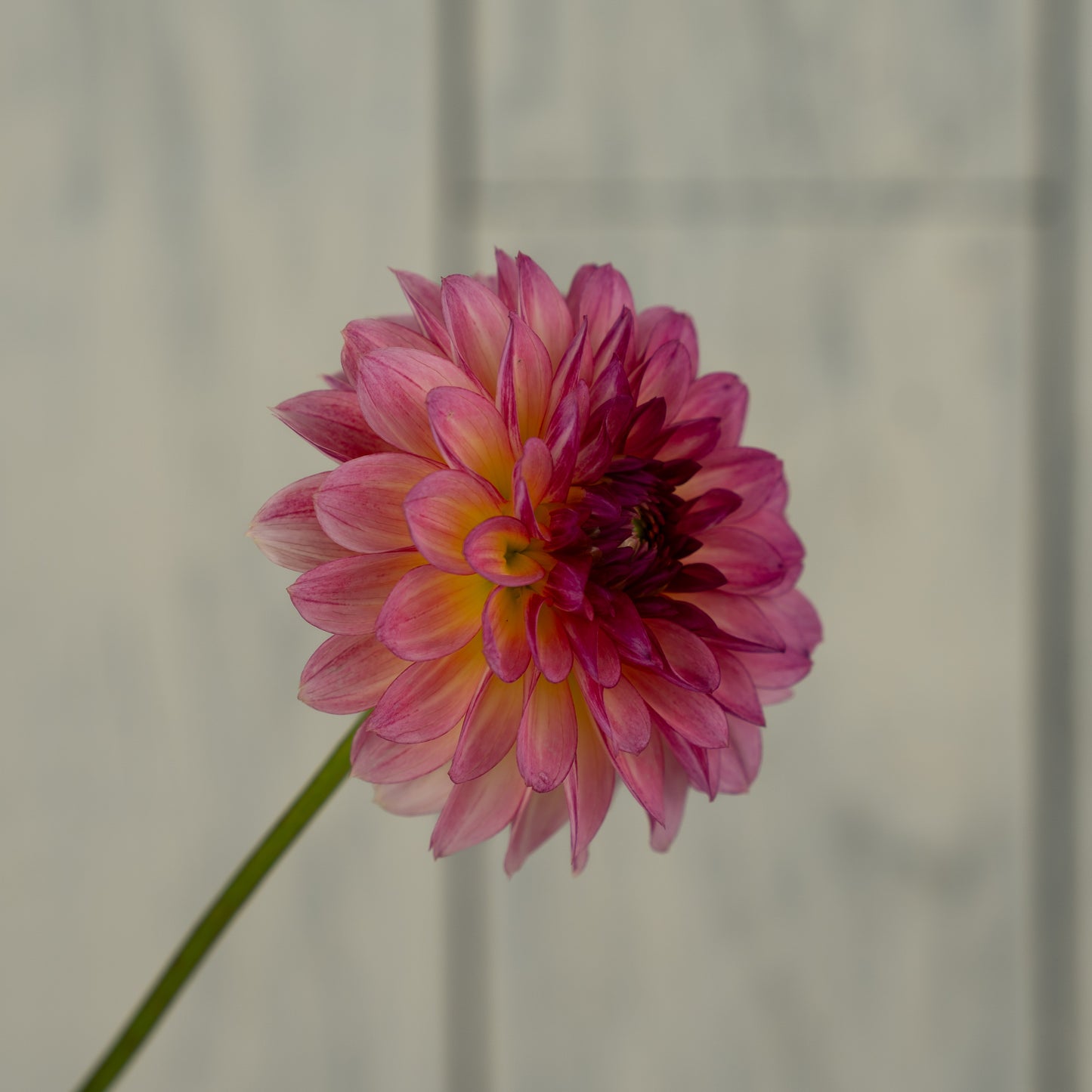 Jabberbox Dahlia Tuber