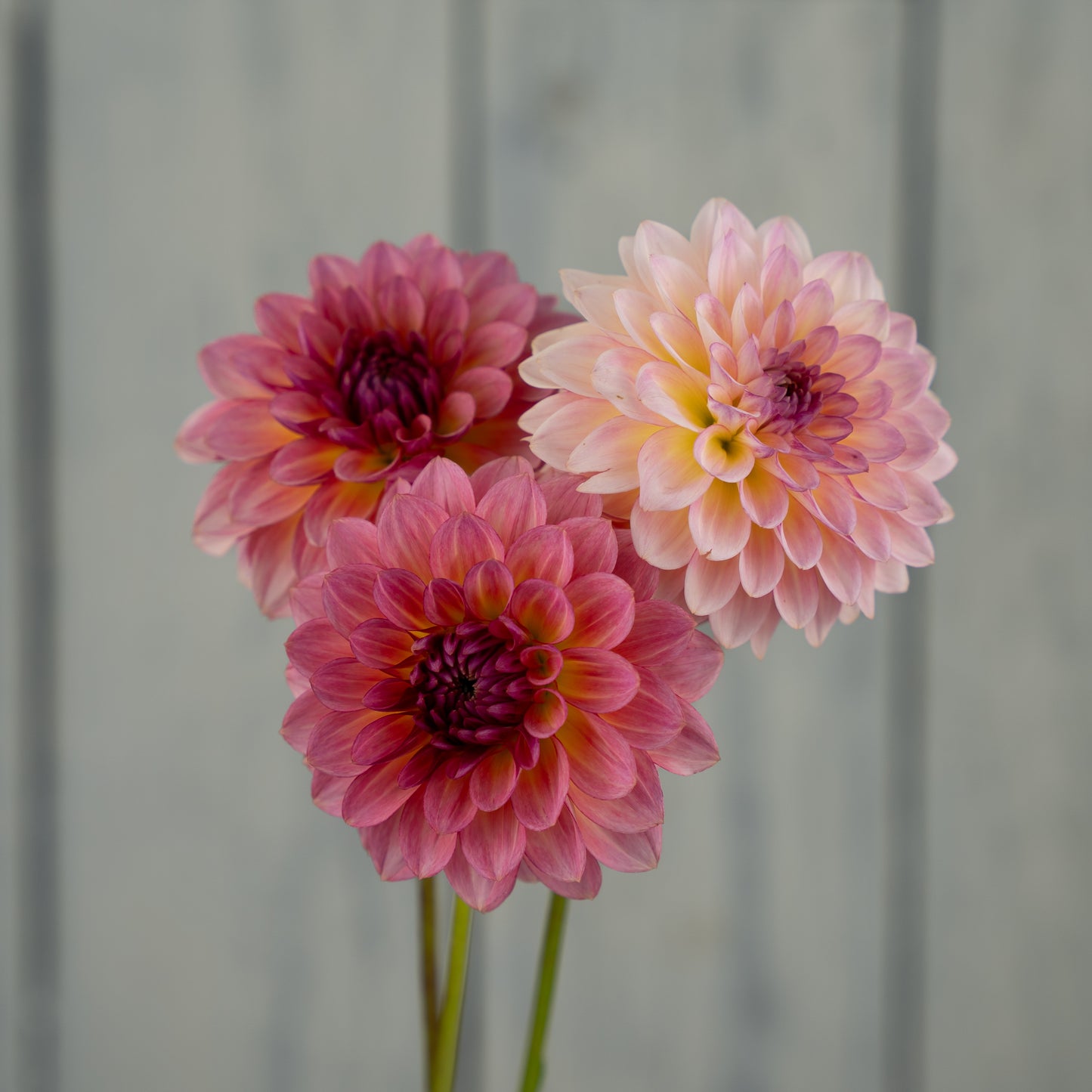 Jabberbox Dahlia Tuber