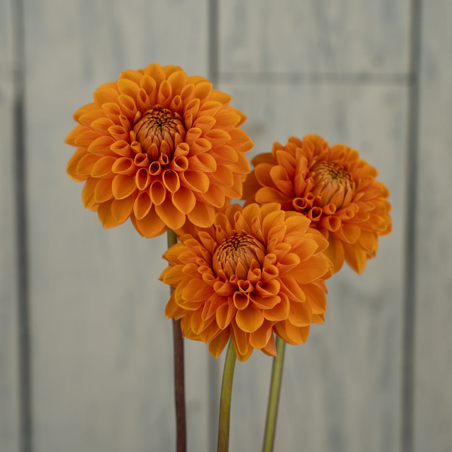 Jowey Linda Dahlia Tuber