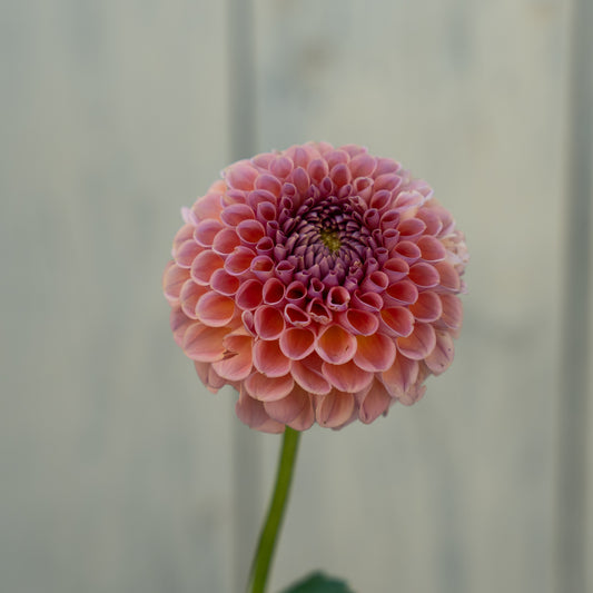 Jowey Winnie Dahlia Tuber- Coming 2027