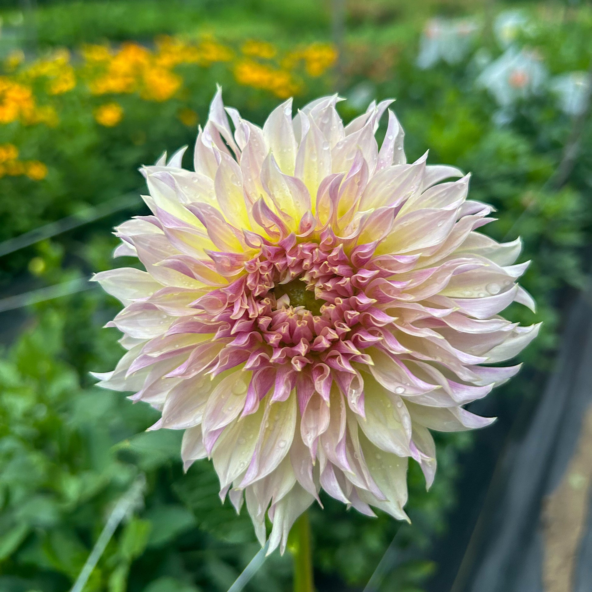 ka champagne dahlia tuber