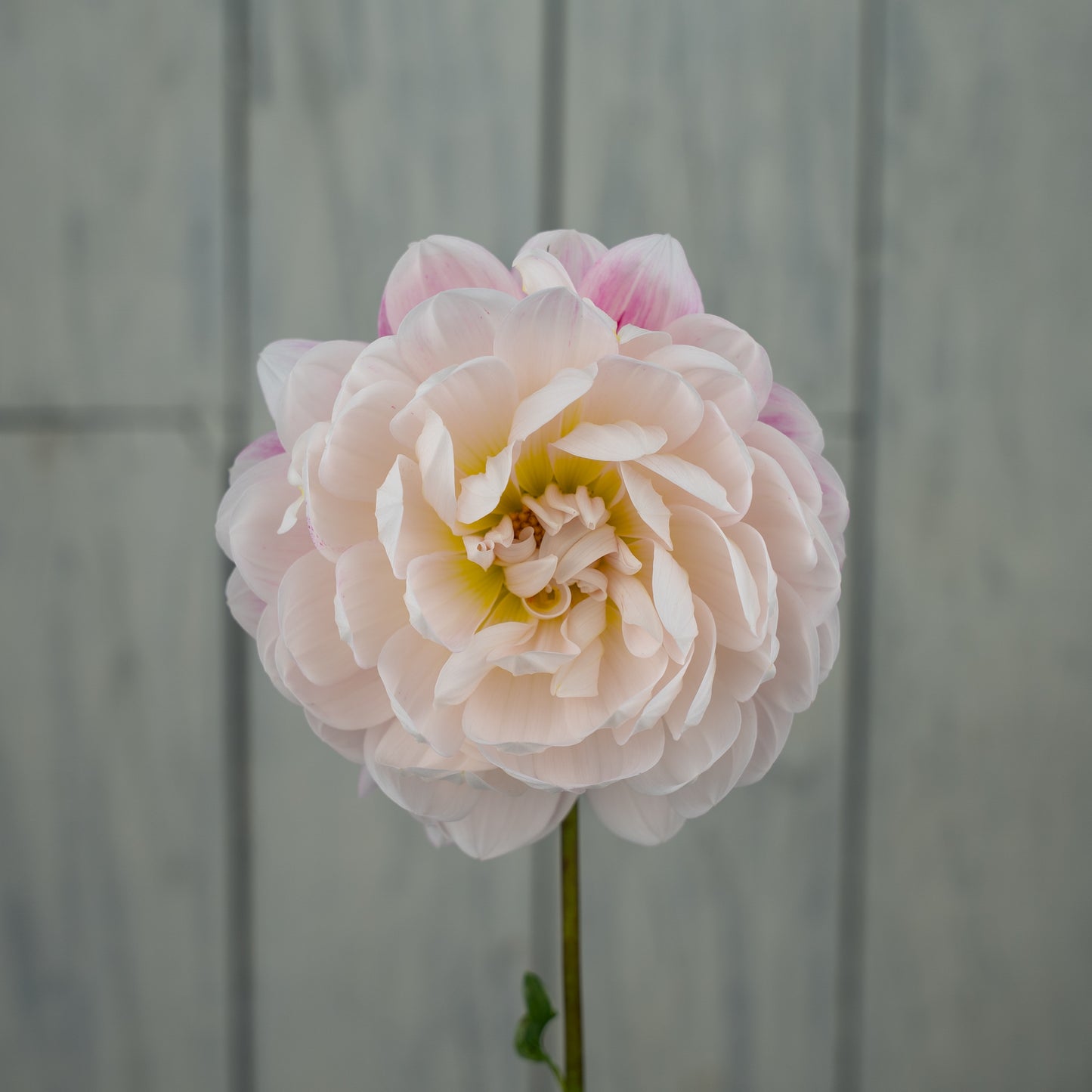 Kelgai Ann Dahlia Tuber