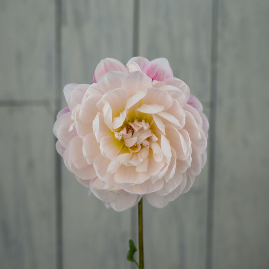 Kelgai Ann Dahlia Tuber