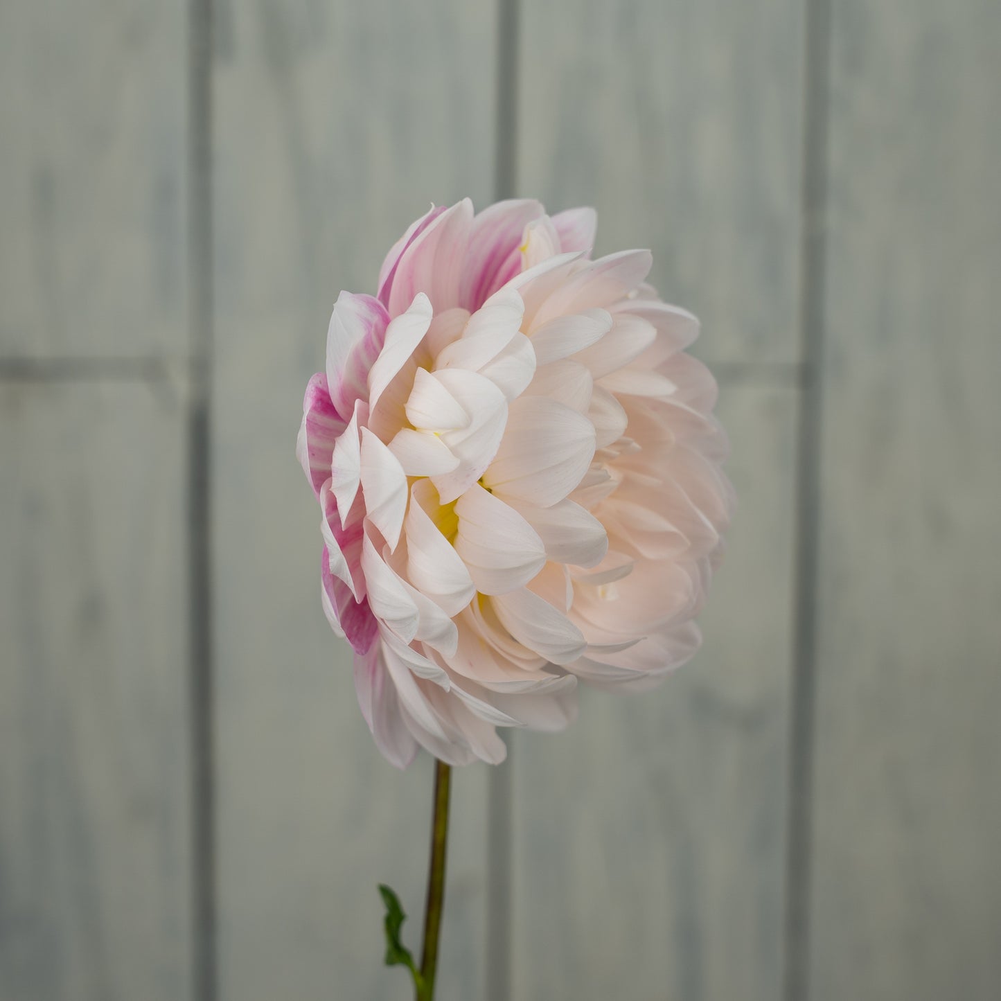 Kelgai Ann Dahlia Tuber