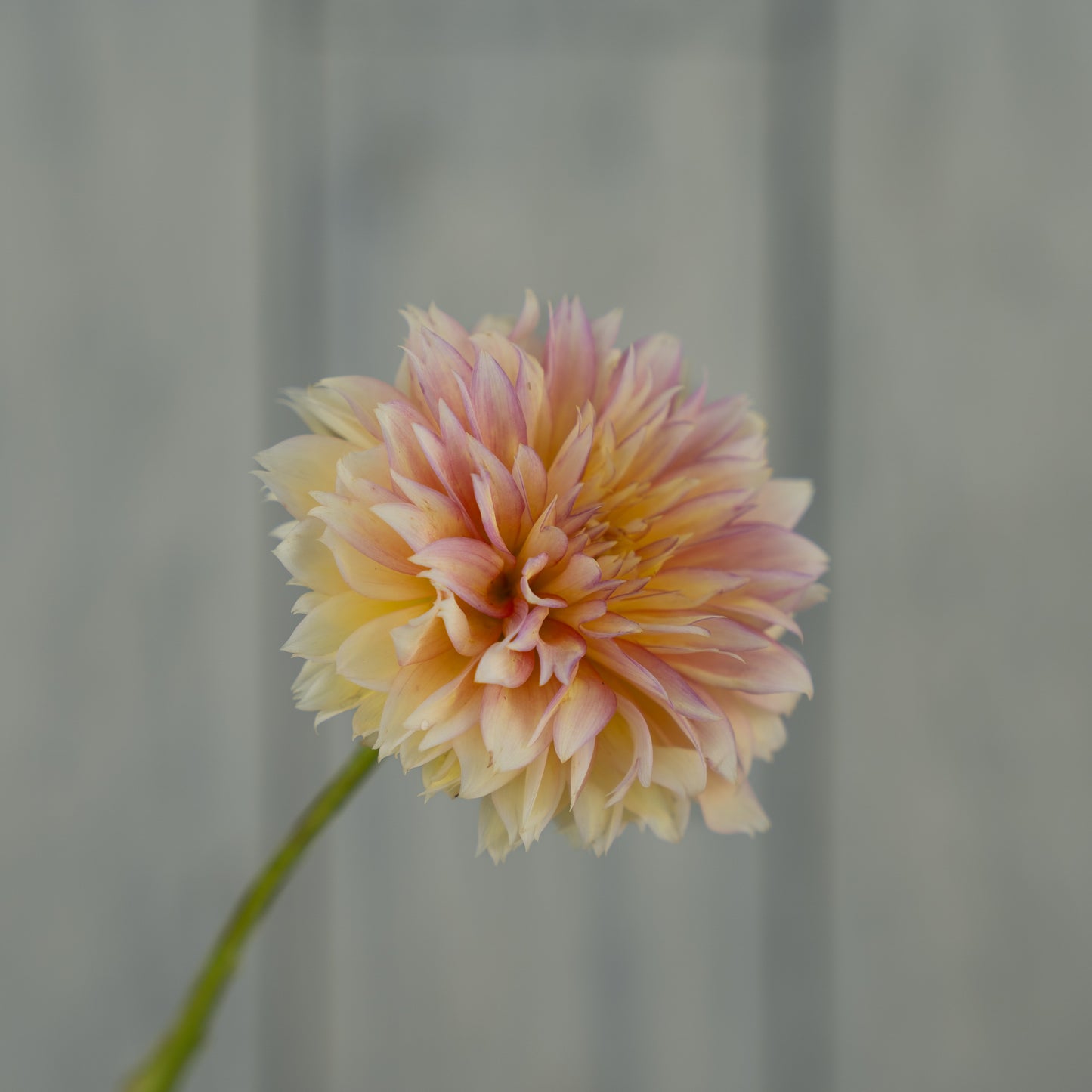 Kick Off Dahlia Tuber