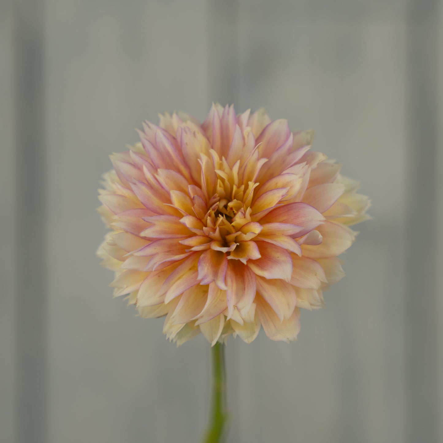 Kick Off Dahlia Tuber
