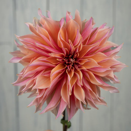 Labyrinth Dahlia Tuber - LIMIT 1