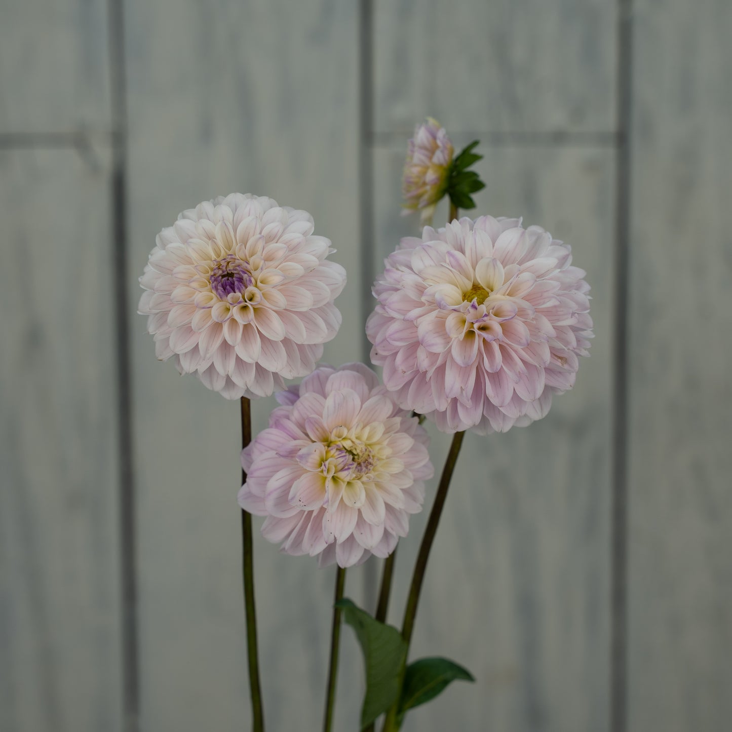 Last Dance Dahlia Tuber