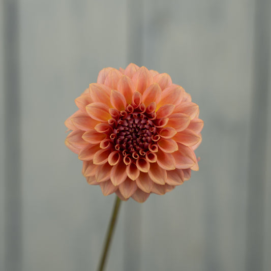 Levi's Blue Smoke Dahlia Tuber- Coming 2027