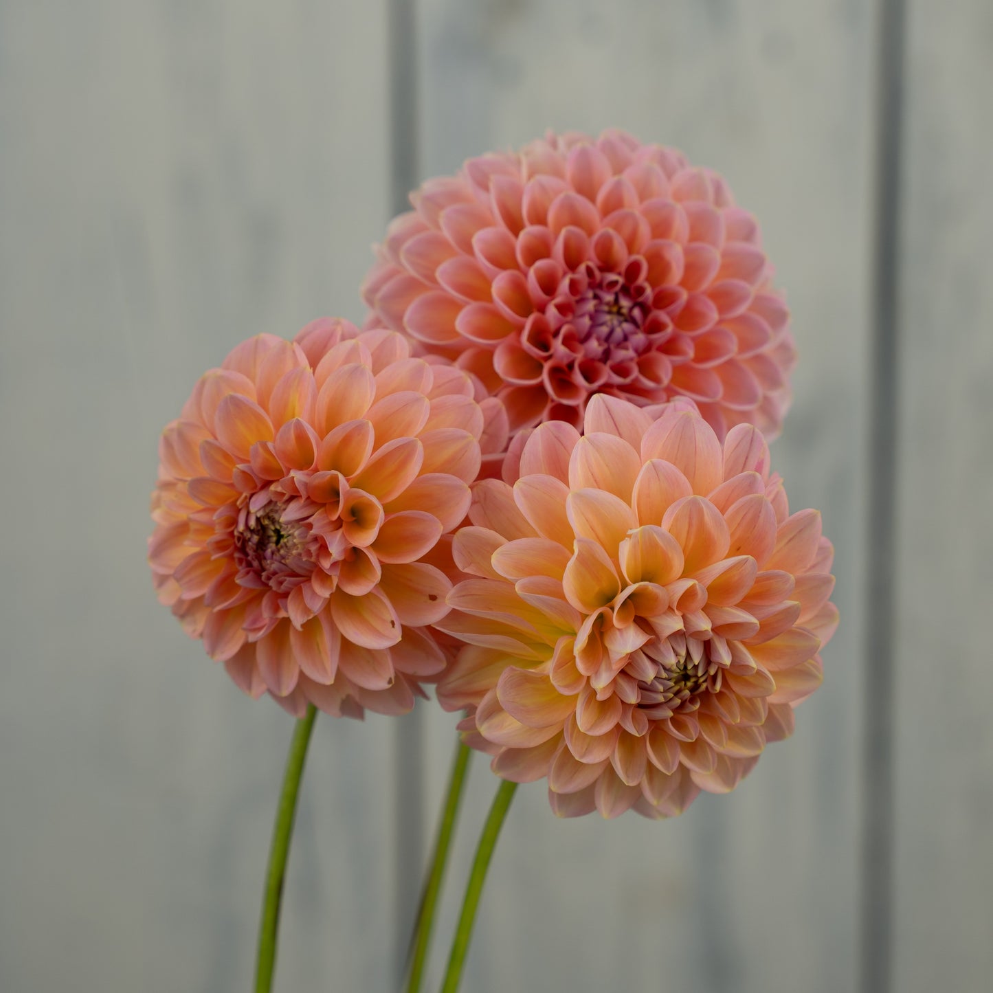 Linda's Baby- Potted Dahlia Plant