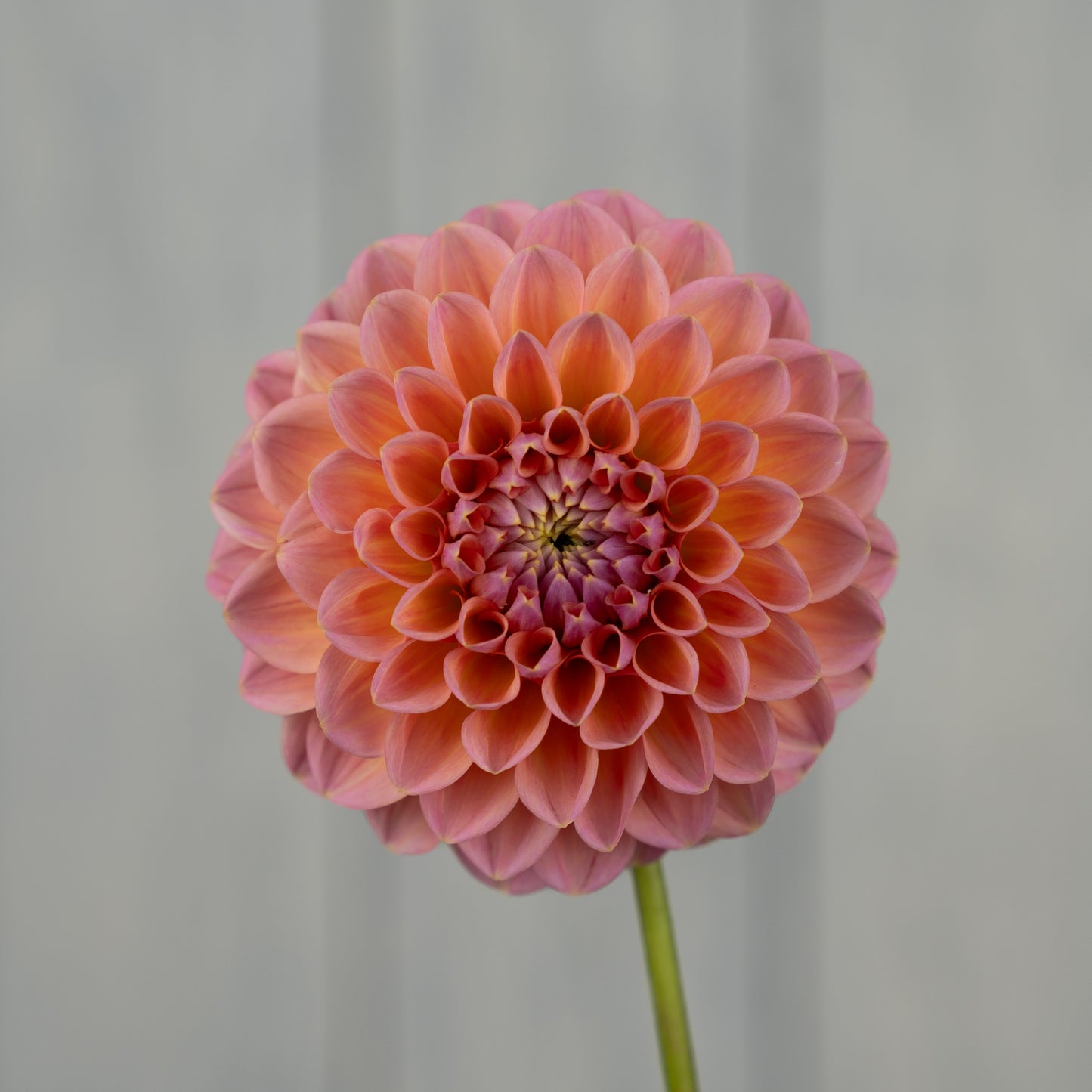 Linda's Baby Dahlia Tuber