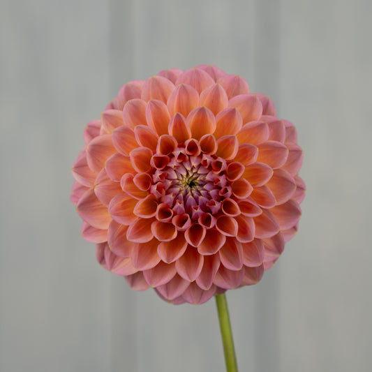 Linda's Baby Dahlia Tuber