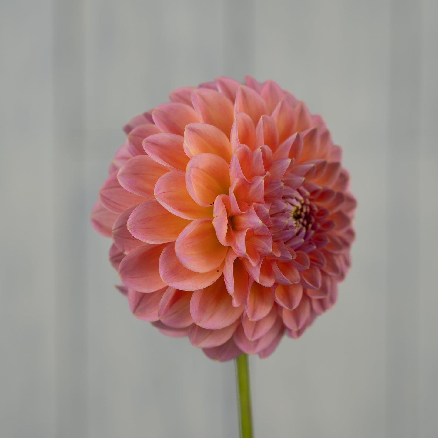 Linda's Baby Dahlia Tuber