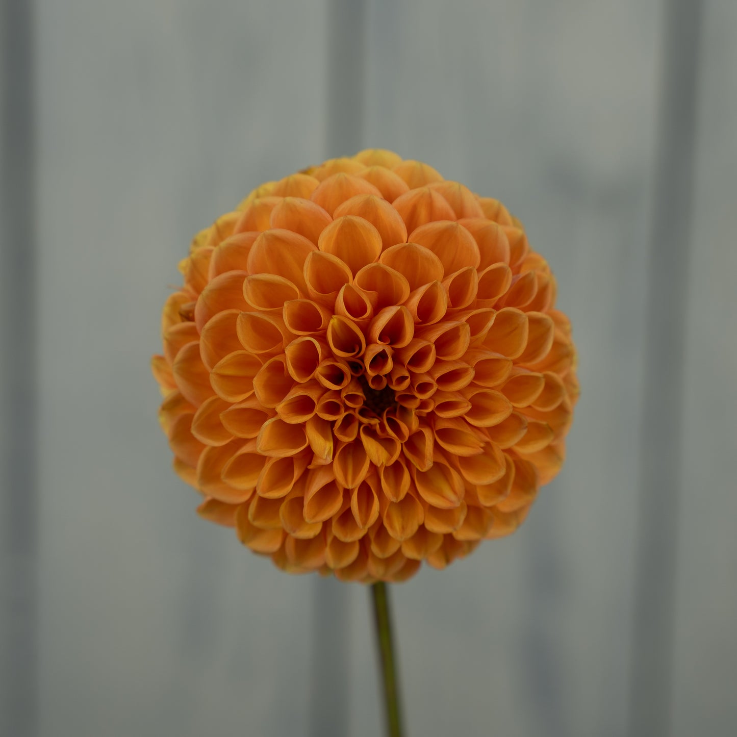 Maarn Dahlia Tuber