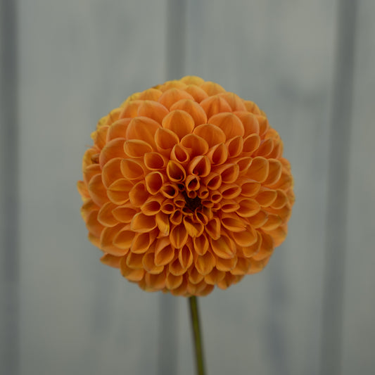 Maarn Dahlia Tuber
