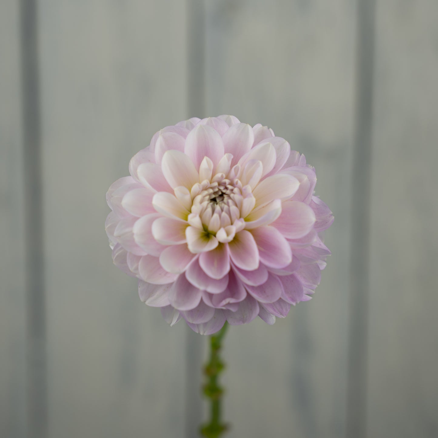 Marionberry Milkshake Dahlia Tuber