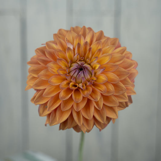 Misfit Kaleidoscope Dahlia Tuber- LIMIT 1