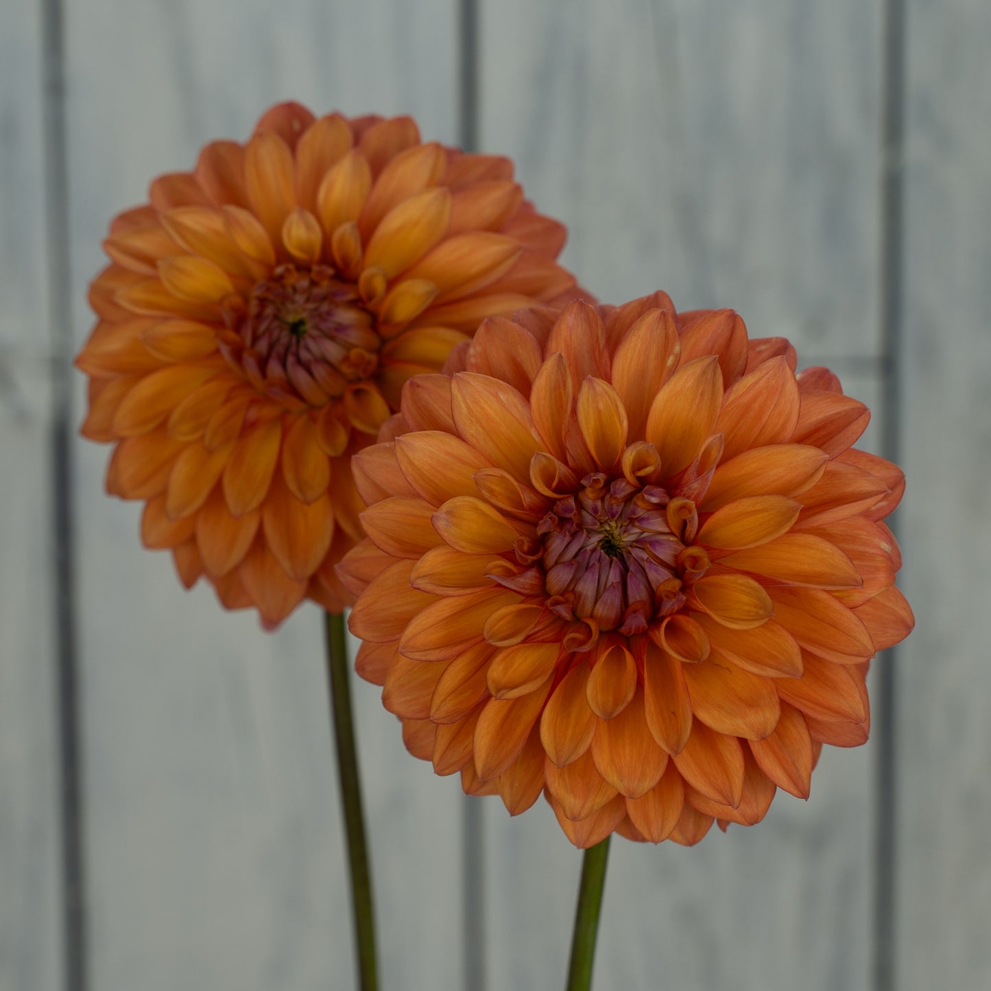 Misfit Kaleidoscope Dahlia Tuber- LIMIT 1