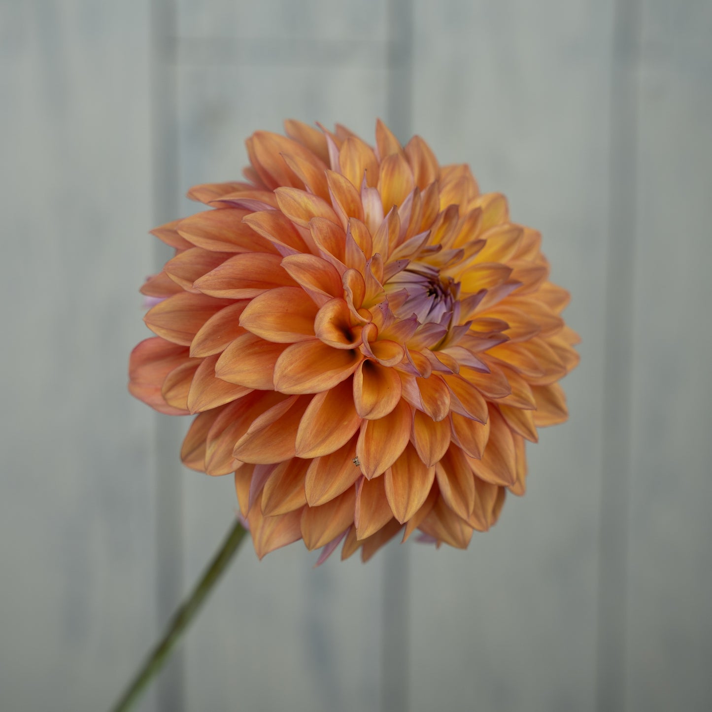 Misfit Kaleidoscope Dahlia Tuber- LIMIT 1