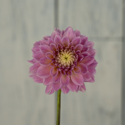 Miss Sarah Dahlia Tuber