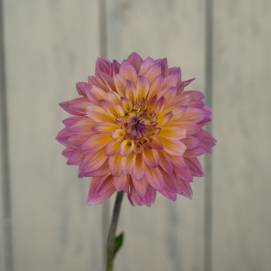 Mondriaan Dahlia Tuber