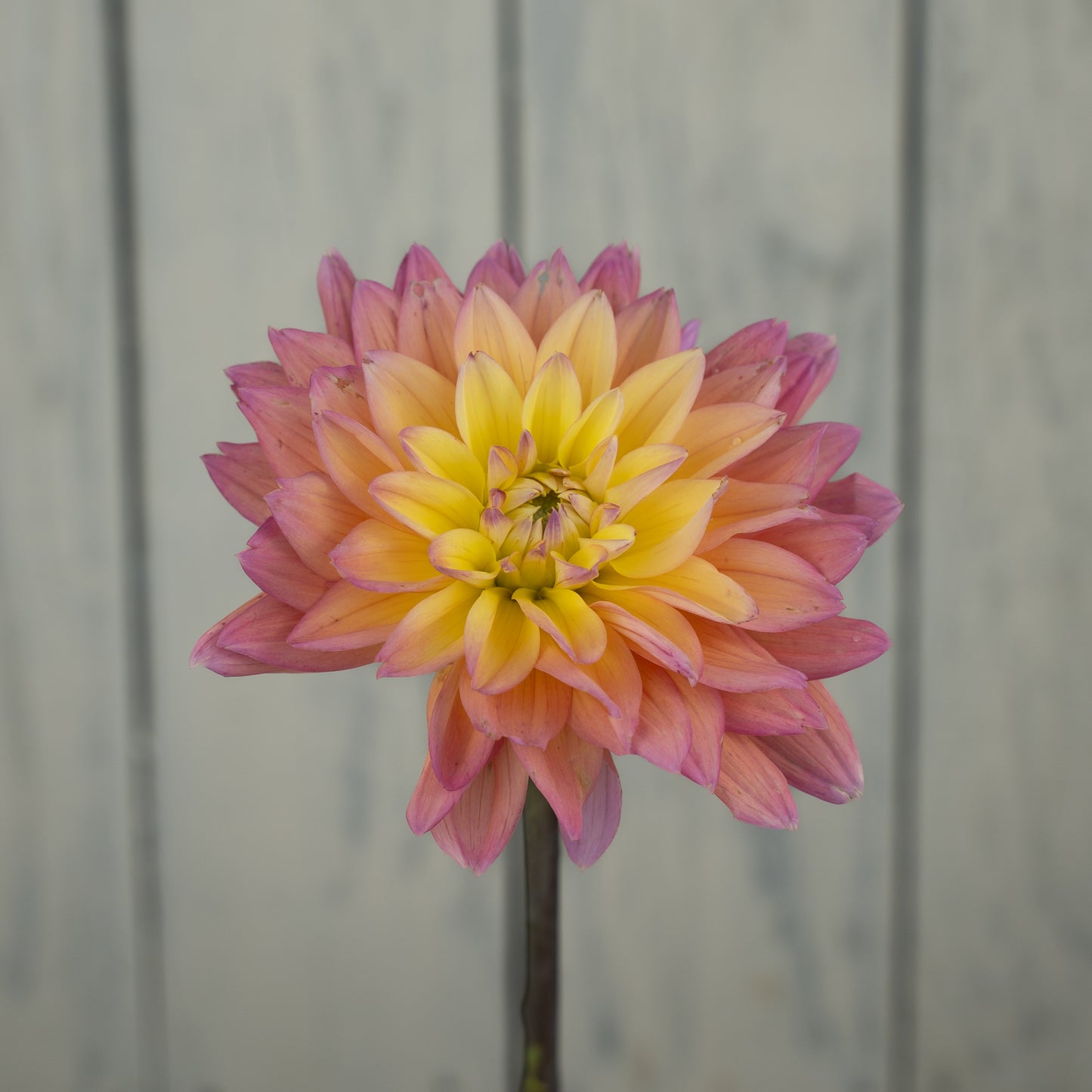 Mondriaan Dahlia Tuber