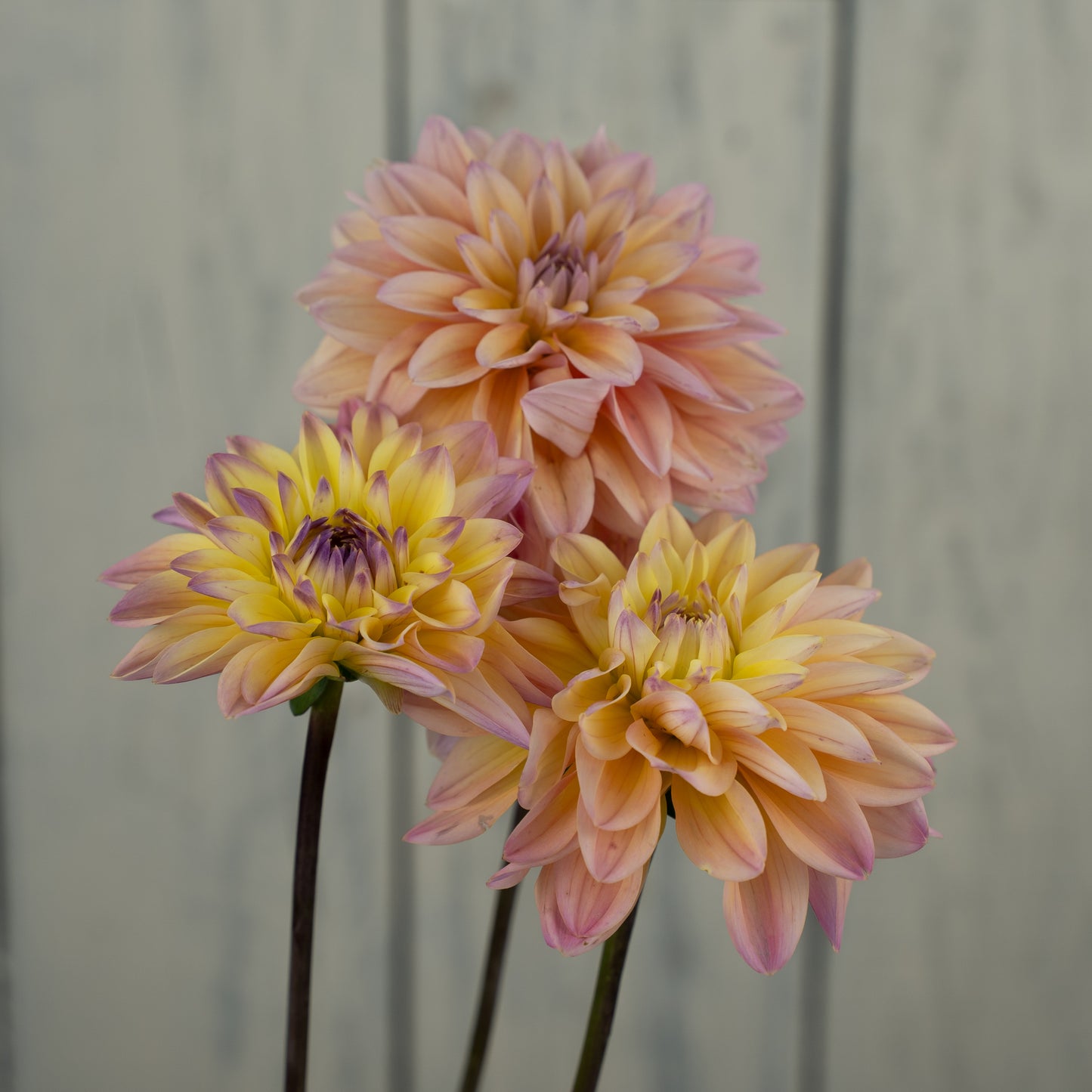 Mondriaan Dahlia Tuber