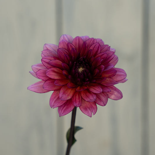 Molly Raven Dahlia Tuber