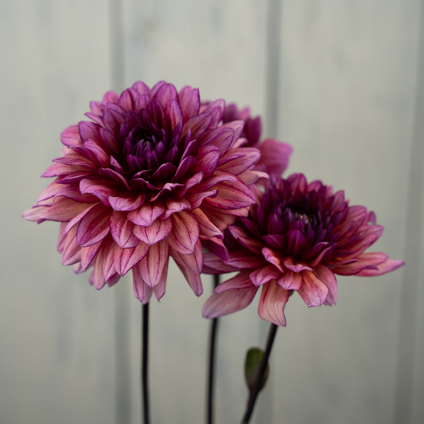 Molly Raven Dahlia Tuber