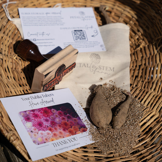 Dahlia Tuber Surprise Bag