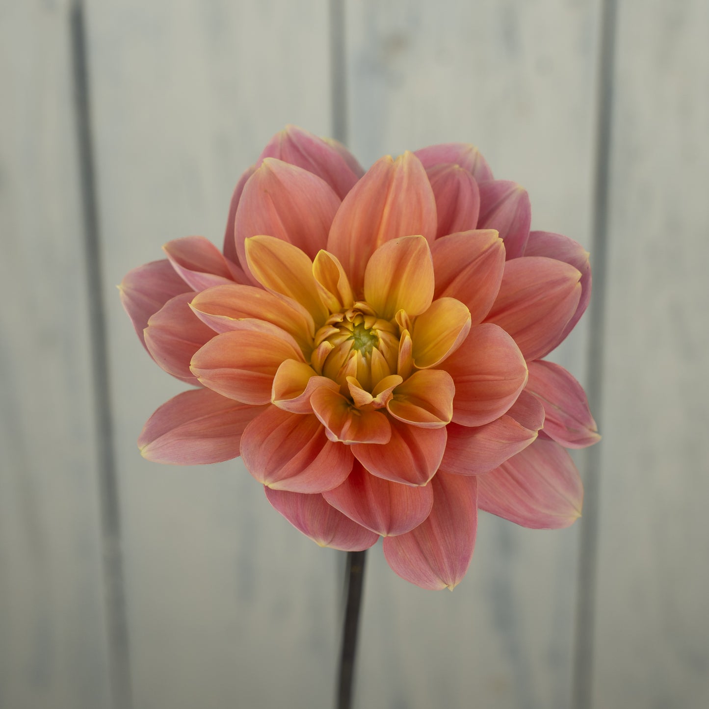 My Forever Dahlia Tuber