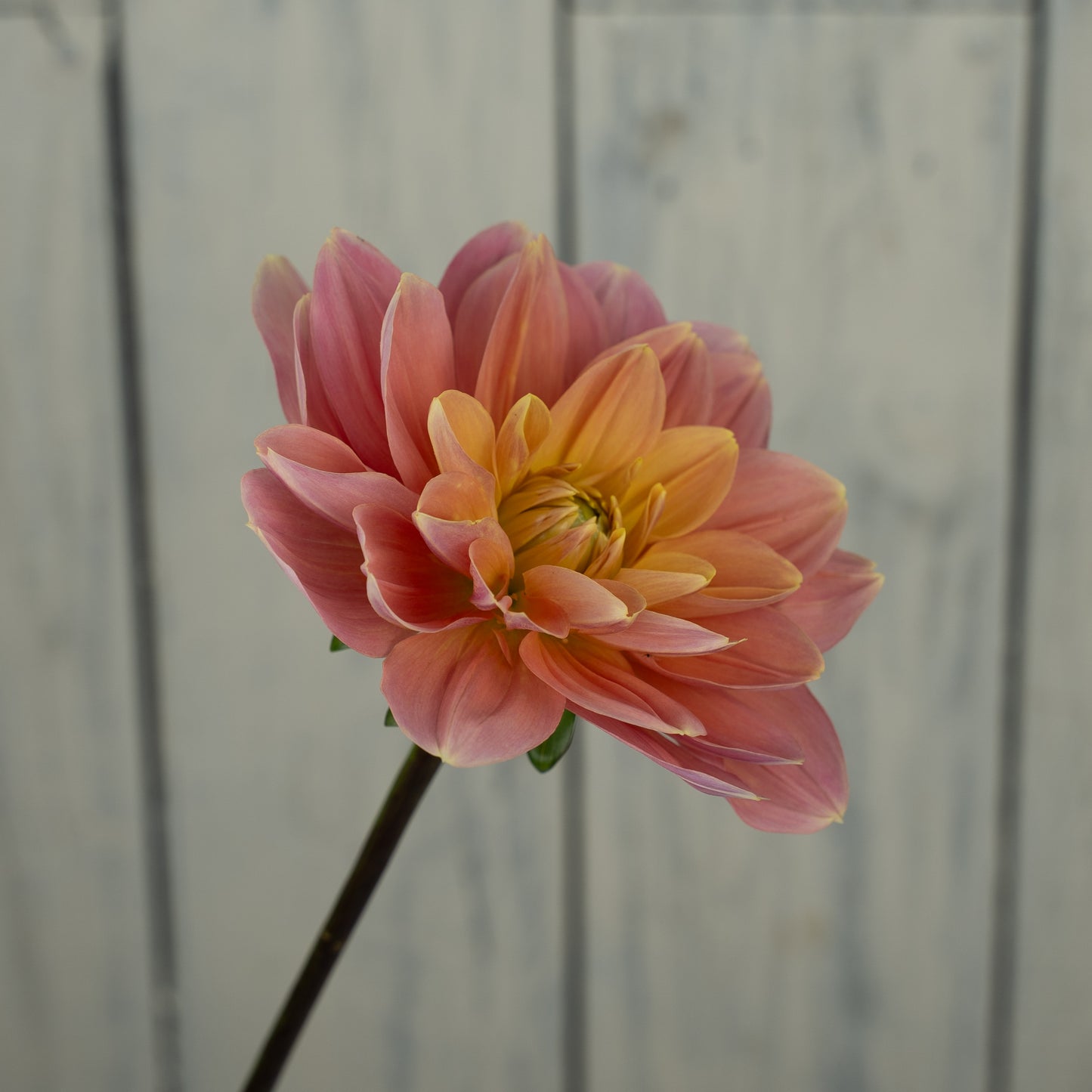 My Forever Dahlia Tuber