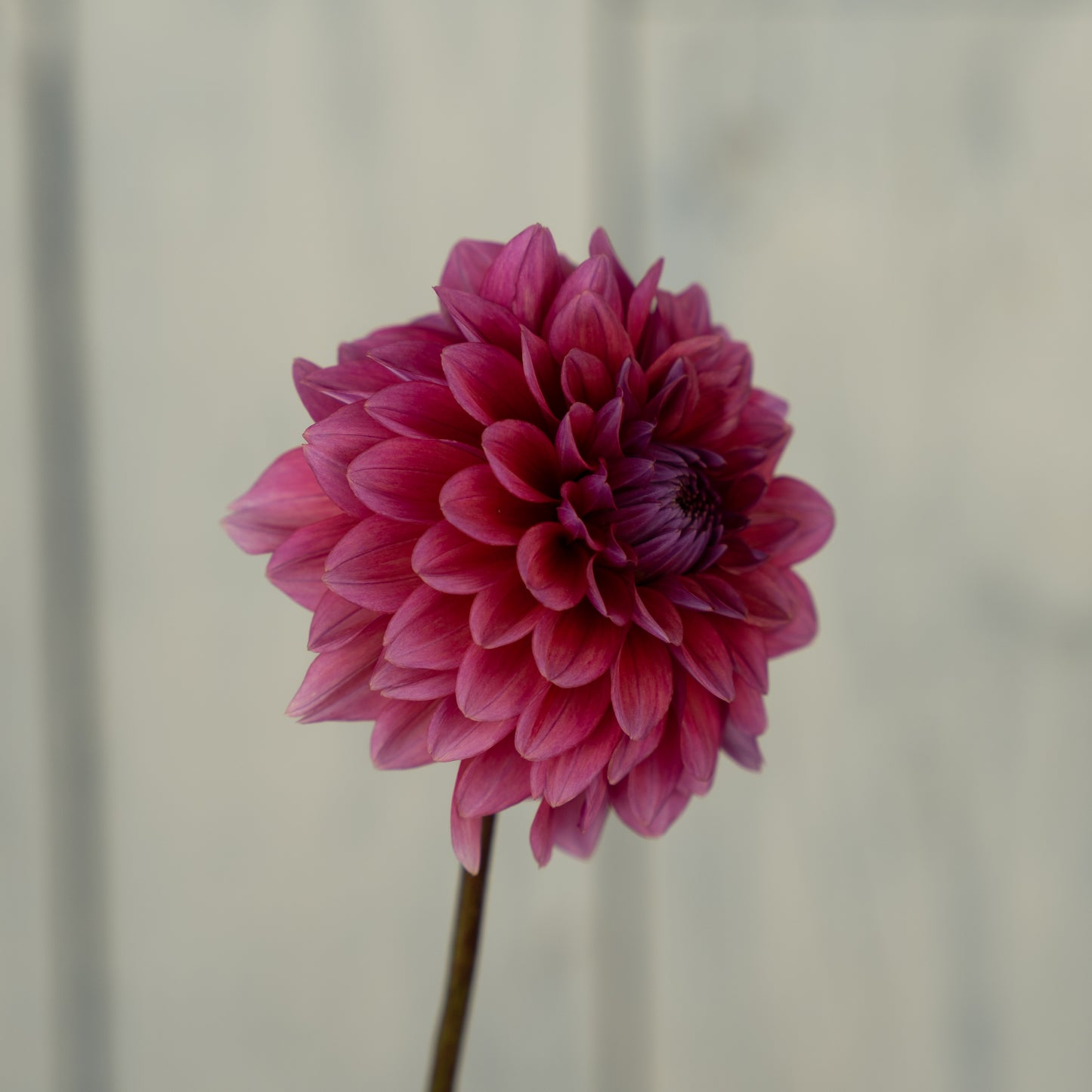 Mystique Dahlia Tuber